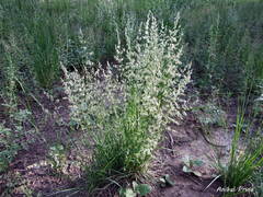 Melica bonariensis
