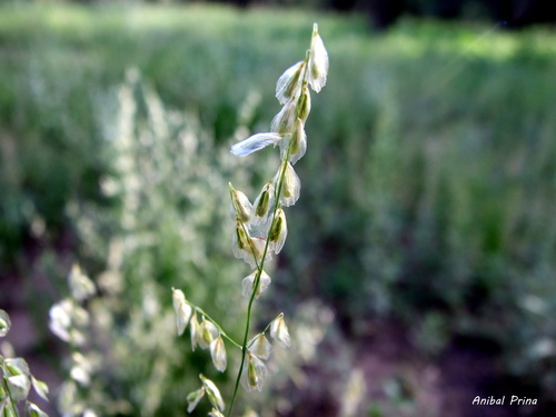 Melica bonariensis