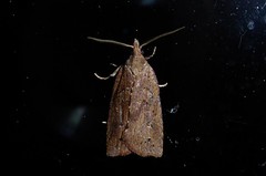Planotortrix notophaea