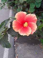 Hibiscus rosa-sinensis