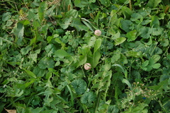 Trifolium hybridum