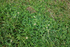 Trifolium repens