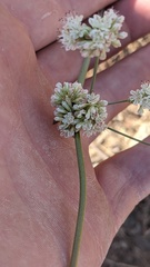 Eriogonum nudum auriculatum