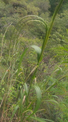 Muhlenbergia versicolor