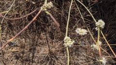 Eriogonum nudum auriculatum