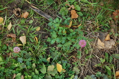 Trifolium pratense