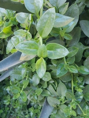 Mesembryanthemum cordifolium