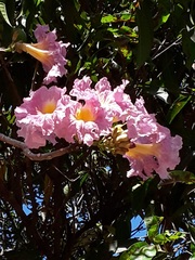 Tabebuia rosea