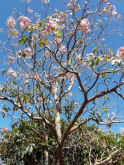 Tabebuia rosea