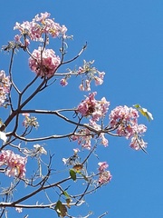 Tabebuia rosea
