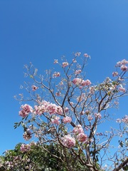 Tabebuia rosea