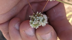 Eriogonum nudum auriculatum