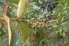 Miconieae
