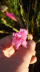 Gladiolus ornatus