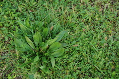 Plantago lanceolata