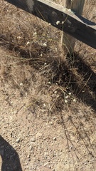 Eriogonum nudum auriculatum