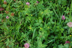 Medicago lupulina