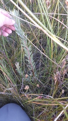 Leucadendron floridum