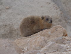 Procavia capensis habessinicus