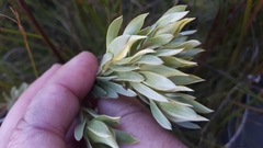Leucadendron floridum