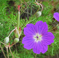 Geranium incanum multifidum