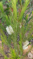Melaleuca armillaris armillaris