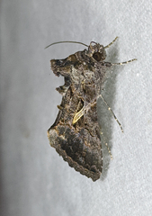 Ctenoplusia