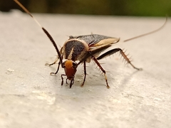 Hemithyrsocera histrio