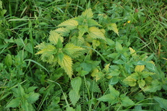 Urtica dioica