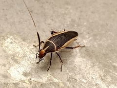 Hemithyrsocera histrio