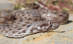 Madagascarophis colubrinus