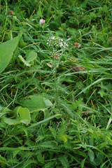 Achillea millefolium