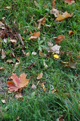 Scorzoneroides autumnalis