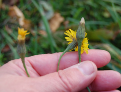 Scorzoneroides autumnalis