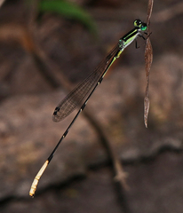 Leptobasis melinogaster