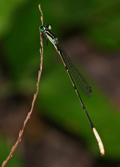 Leptobasis melinogaster