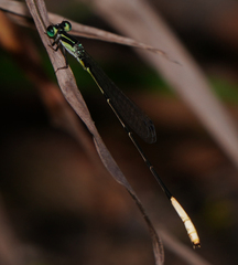 Leptobasis melinogaster
