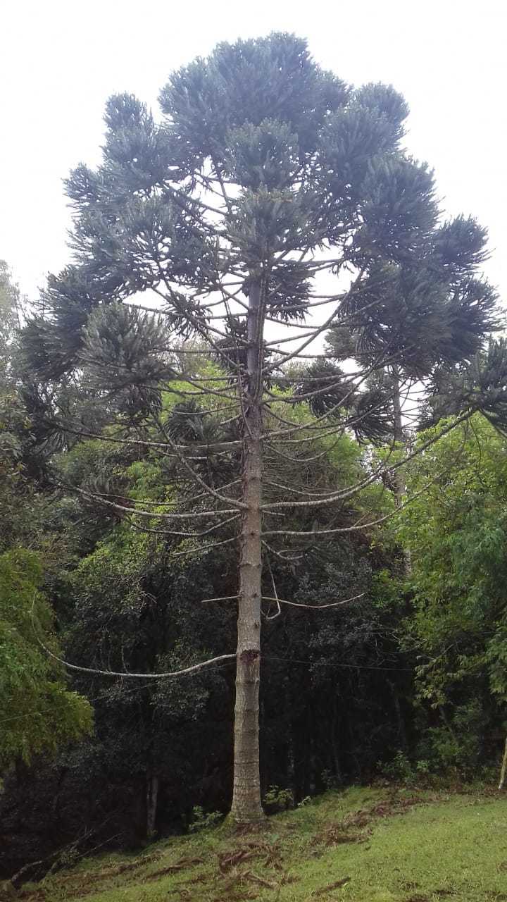 Araucaria angustifolia