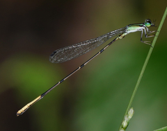 Leptobasis melinogaster