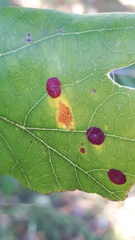 Neuroterus albipes