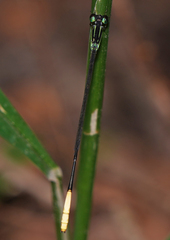 Leptobasis melinogaster