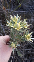 Leucadendron floridum