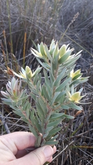 Leucadendron floridum