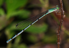 Leptobasis melinogaster