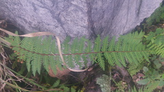 Notholaena galeottii