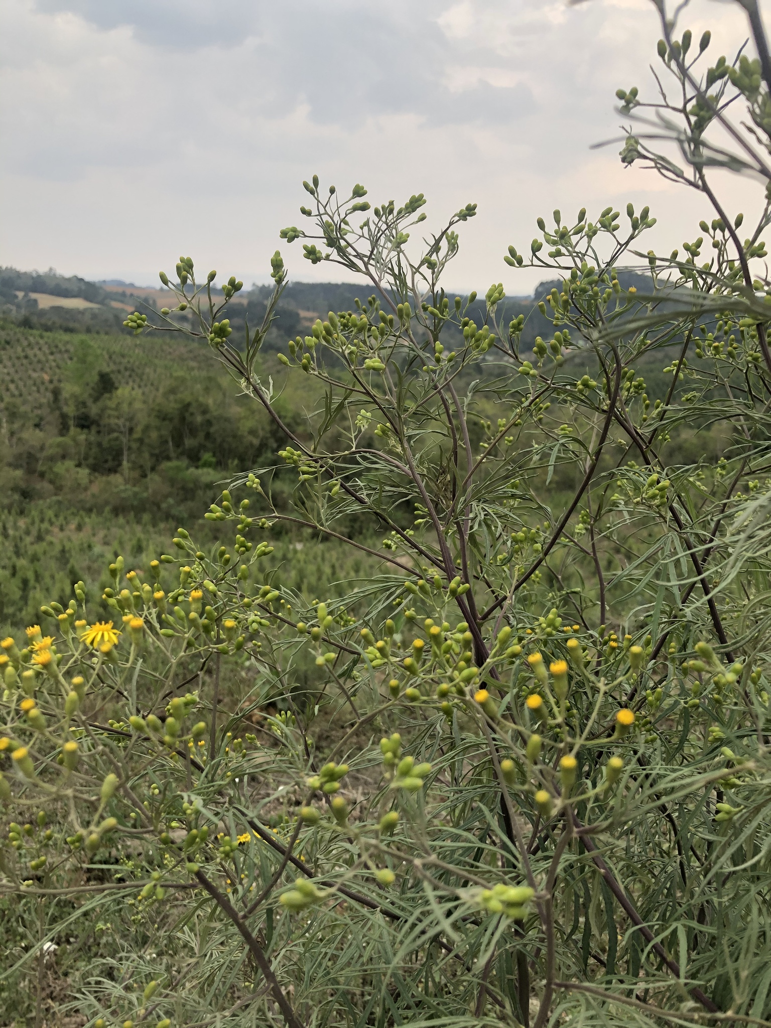 Senecio brasiliensis
