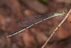 Leptobasis melinogaster