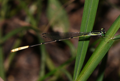 Leptobasis melinogaster