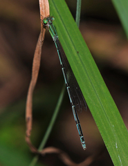 Leptobasis melinogaster