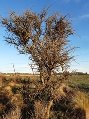 Geoffroea decorticans